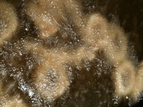 20110615-065841.jpg